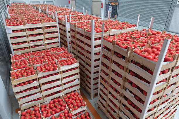 Italian Tomato Import Crates of Red Tomatoes in Warehouse Storage farm produce storage stock pictures, royalty-free photos & images