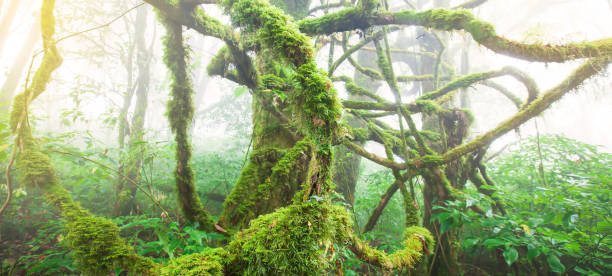 istock Ancient tropical rainforest in the mist. 1207946789