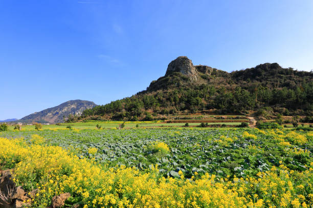 istock Dangshan, Ba-rising, rape blossoms, garlic, rural, farming, 1207946829