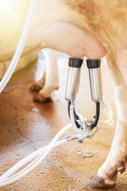 istock Milking a cow with the milking machine. 1207946898