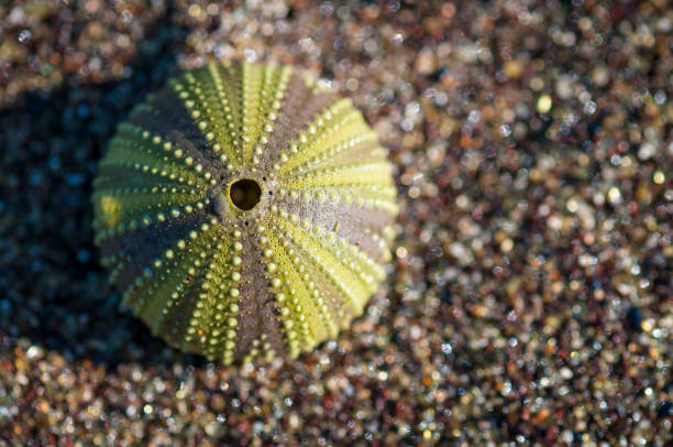 istock Green Sea Urchin Shell Galapagos 1207946975