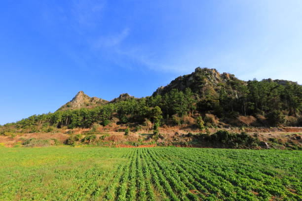 istock Dangshan, Ba-rising, rape blossoms, garlic, rural, farming, 1207946989