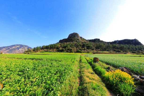istock Dangshan, Ba-rising, rape blossoms, garlic, rural, farming, 1207947015