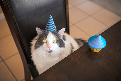 An adorable white and gray longhair cat with a party hat on sitting at a kitchen table with a cupcake.
