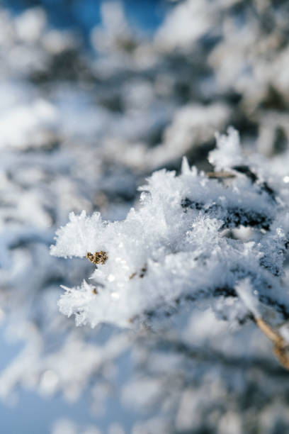 istock branches and grass in frost, sunny winter day 1207948458