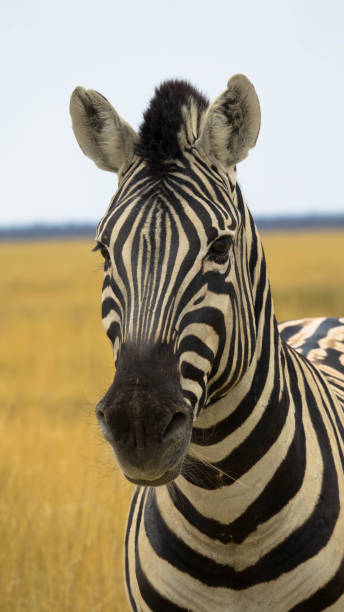 istock Grevys Zebra Portrait at Savannah 1207948622