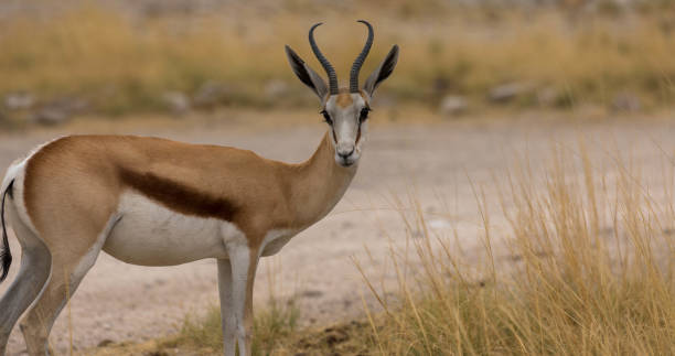 widok z boku springbok - thomsons gazelle zdjęcia i obrazy z banku zdjęć