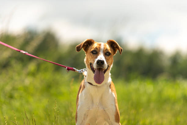 istock cute enchanting dog is sitting on the path  without humans. 1207948629