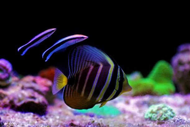 парусфин тан рыба - (зебрасома veliferum) - sailfin tang стоковые фото и изображения