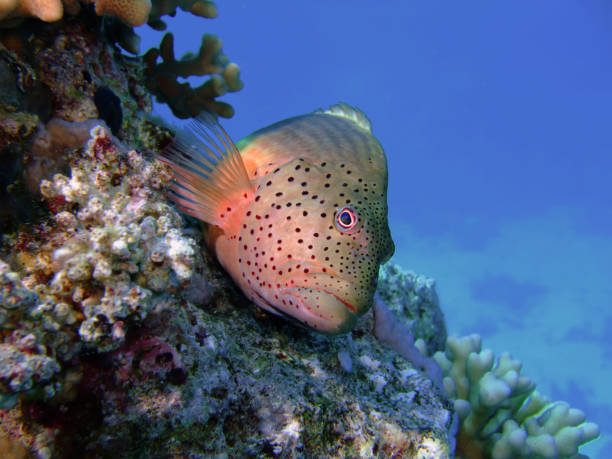 istock Freckled Hawkfish (Paracirrhites forsteri). Taken in Red Sea,Egypt. 1207951204