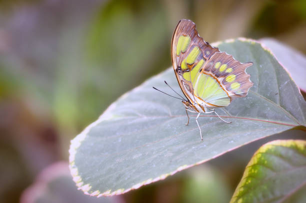 una farfalla malachite poggia su una foglia - malachite butterfly foto e immagini stock
