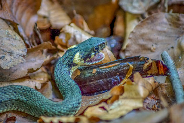 Close up of a grass snake feeding on a newt Detailed close up of a grass snake (natrix natrix) in a forest feeding on a living newt guzzling stock pictures, royalty-free photos & images