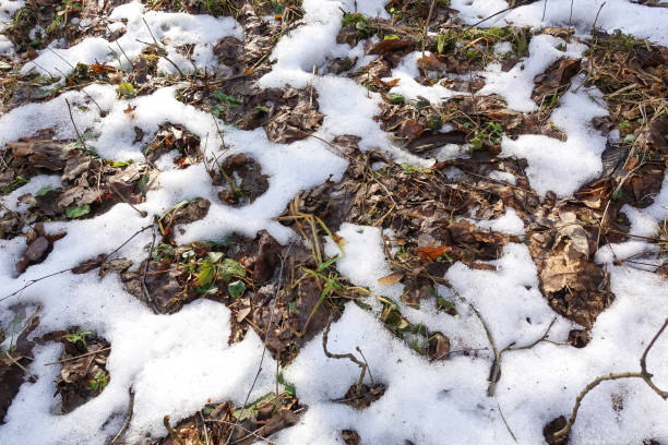 istock Early spring. Snow melts and dry grass appears. 1207956017