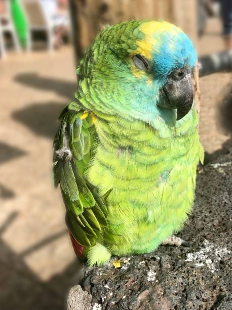 Green Parrot Blue Fronted Amazon sleeping in the sun stock photo
