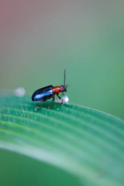 istock black beetles perch on the green grass 1207959494
