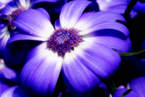 Color photograph of a pink and white flower known as a Senetti Blue Bicolor, which is a type of Cineraria flower - a Pericallis hybrid.  As plants, they grow a large number of vivid flowers and have rounded, compact foliage.