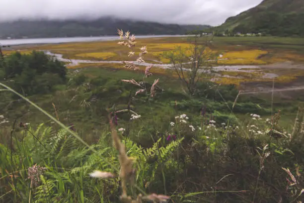 Wild plants on the Isle of Skye
