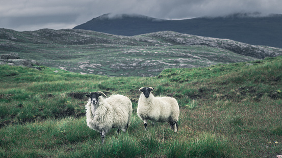 2 lonely sheeps roaming no the Isle of Lewis - Outer Hebrides - Scotland