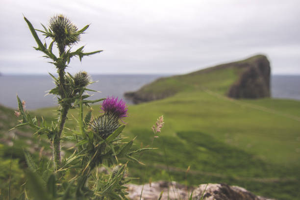 A Scottish thistle with Neist Point on the background