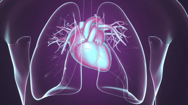 istock 3D Illustration of Human Circulatory System Heart Anatomy 1207962201