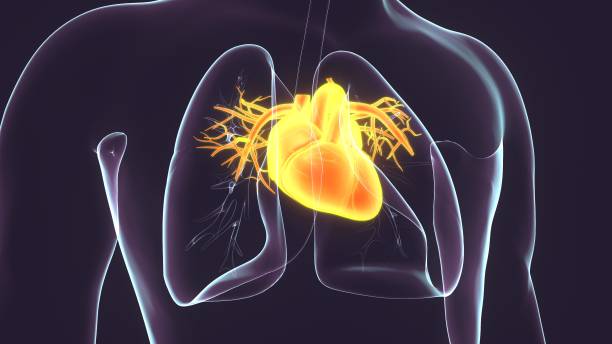 istock 3D Illustration of Human Circulatory System Heart Anatomy 1207962415