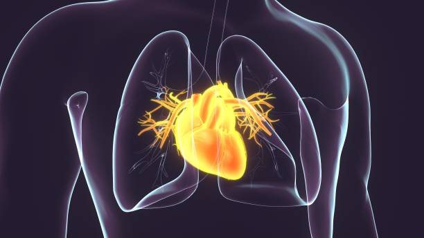 istock 3D Illustration of Human Circulatory System Heart Anatomy 1207963579