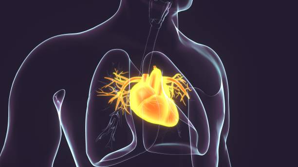 istock 3D Illustration of Human Circulatory System Heart Anatomy 1207964097