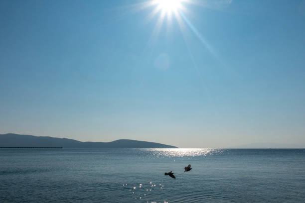 istock Pigeons flying over the sea 1207968142