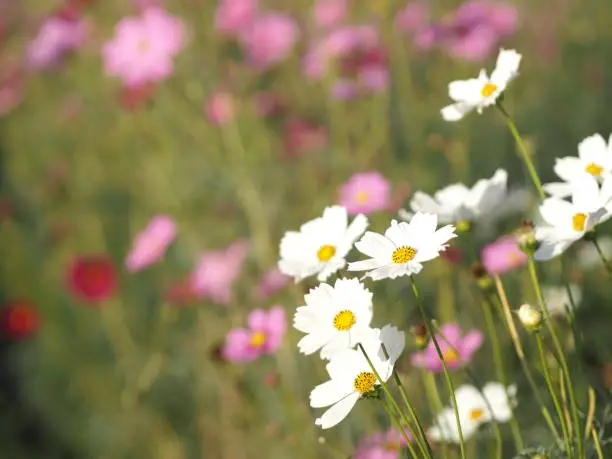 Cosmos flower springtime in garden, white color on blurred of nature background