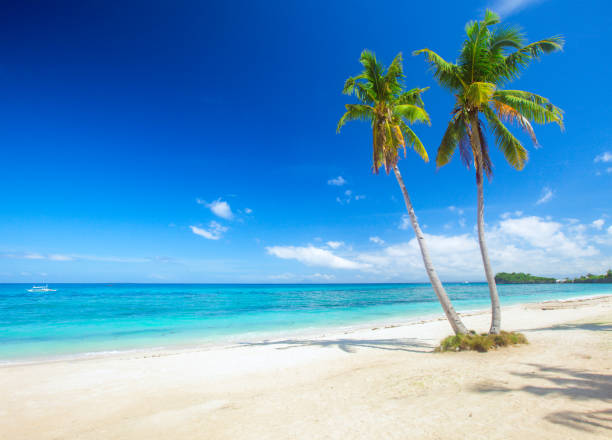 istock panoramic tropical beach with coconut palm 1207969726