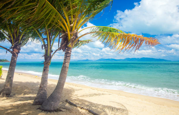istock beach and coconut palm trees. Koh Samui, Thailand 1207969805