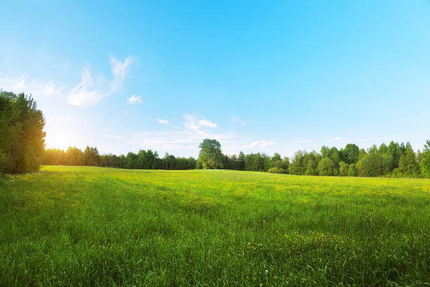istock Yellow flowers hill at sunset time 1207969858