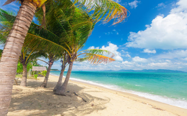 istock beach and coconut palm trees. Koh Samui, Thailand 1207970762