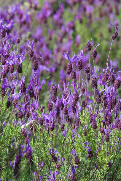 istock Lavandula stoechas, commonly called cantueso or thyme borriquero 1207970854