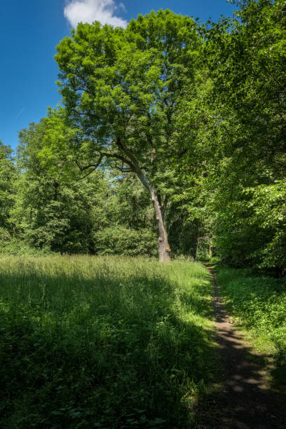 istock Forest glade with footpath at the 