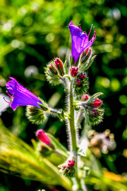 istock Wild flowers of intense blue color. 1207971856