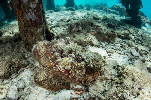 istock Reef Stonefish Below Jetty in Raja Ampat 1207971971