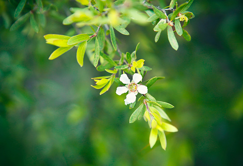 Detail of leafs and flower of tea tree plant