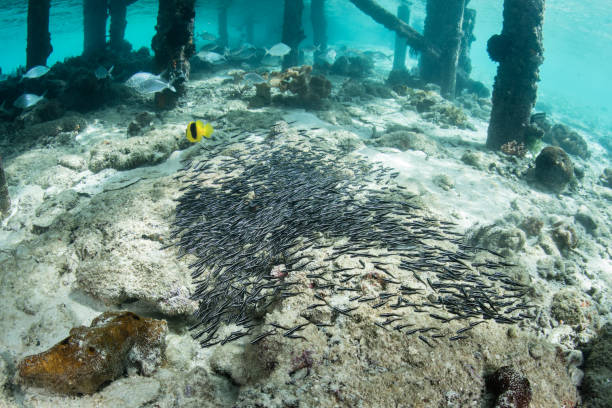 istock Striped Eel Catfish Swimming Below Jetty in Indonesia 1207972141
