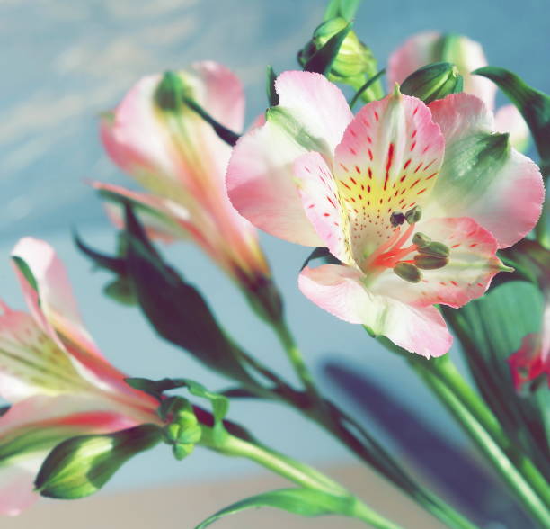 istock Flowers background. Alstroemeria flowers close up 1207972282