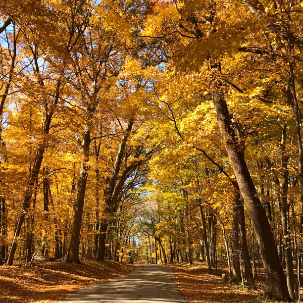carretera dorada - equinoccio de otoño fotografías e imágenes de stock