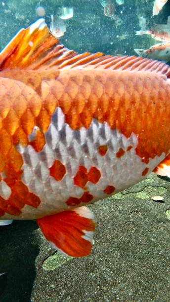 istock koi fish lucky carp japanese 1207974622