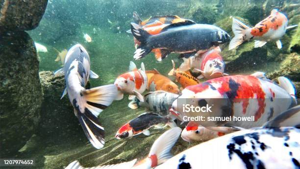 Koi Fish Lucky Carp Japanese Stock Photo - Download Image Now - Animal, Animal Wildlife, Aquatic Organism - iStock Koi Fish Lucky Carp Japanese Stock Photo - Download Image Now - Animal, Animal Wildlife, Aquatic Organism - iStock