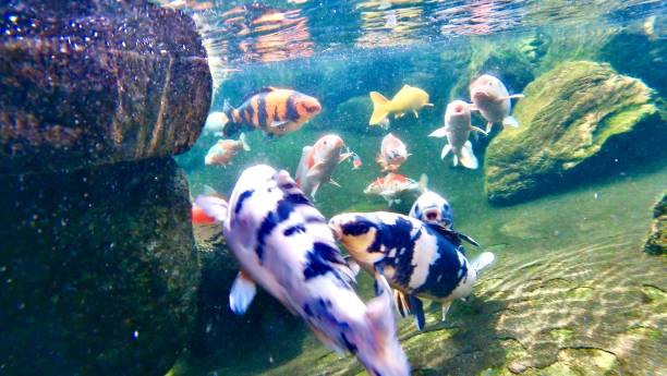 istock koi fish lucky carp japanese 1207974655