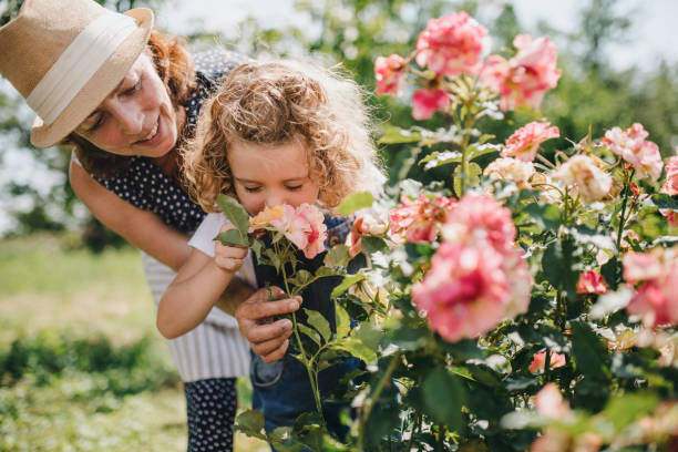 niña pequeña con abuela mayor oliendo rosas en el jardín del patio trasero. - oliendo fotografías e imágenes de stock