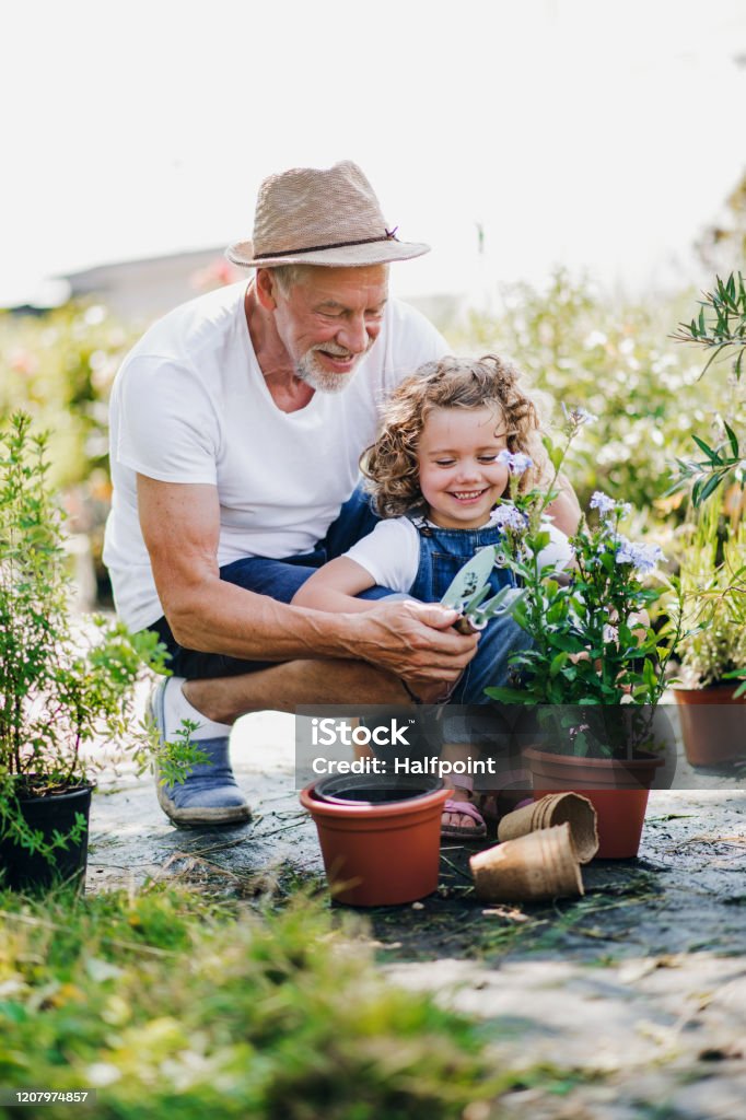 Kleines Mädchen mit Senior Großvater im Garten, Gartenarbeit. - Lizenzfrei Gärtnern Stock-Foto