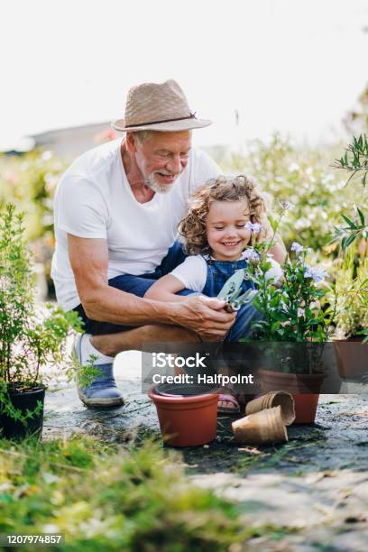 Kleines Mädchen Mit Senior Großvater Im Garten Gartenarbeit Stockfoto und mehr Bilder von Gärtnern
