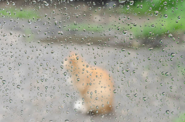 istock Raindrops on the glass window with outline of a cat 1207974890