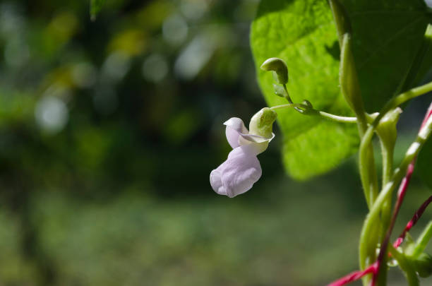 Young stalks of a string bean in blossom