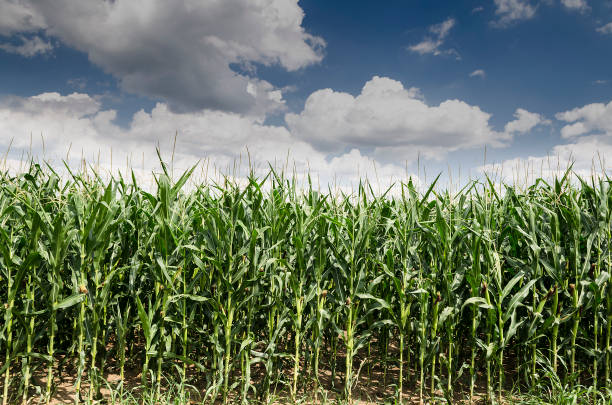 istock Golden and green corn field in the eastern Bulgaria 1207974945